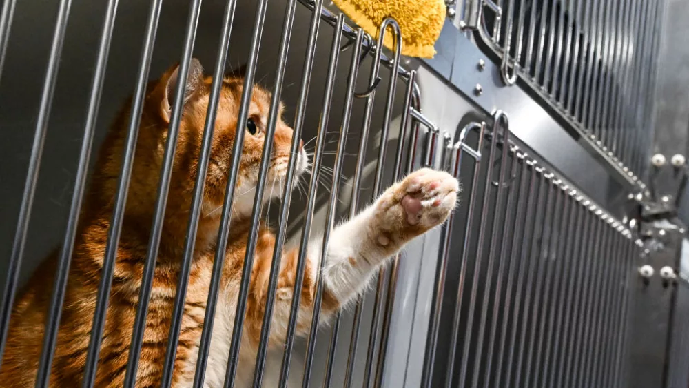 opening-of-the-new-cat-quarantine-at-the-berlin-animal-shelter