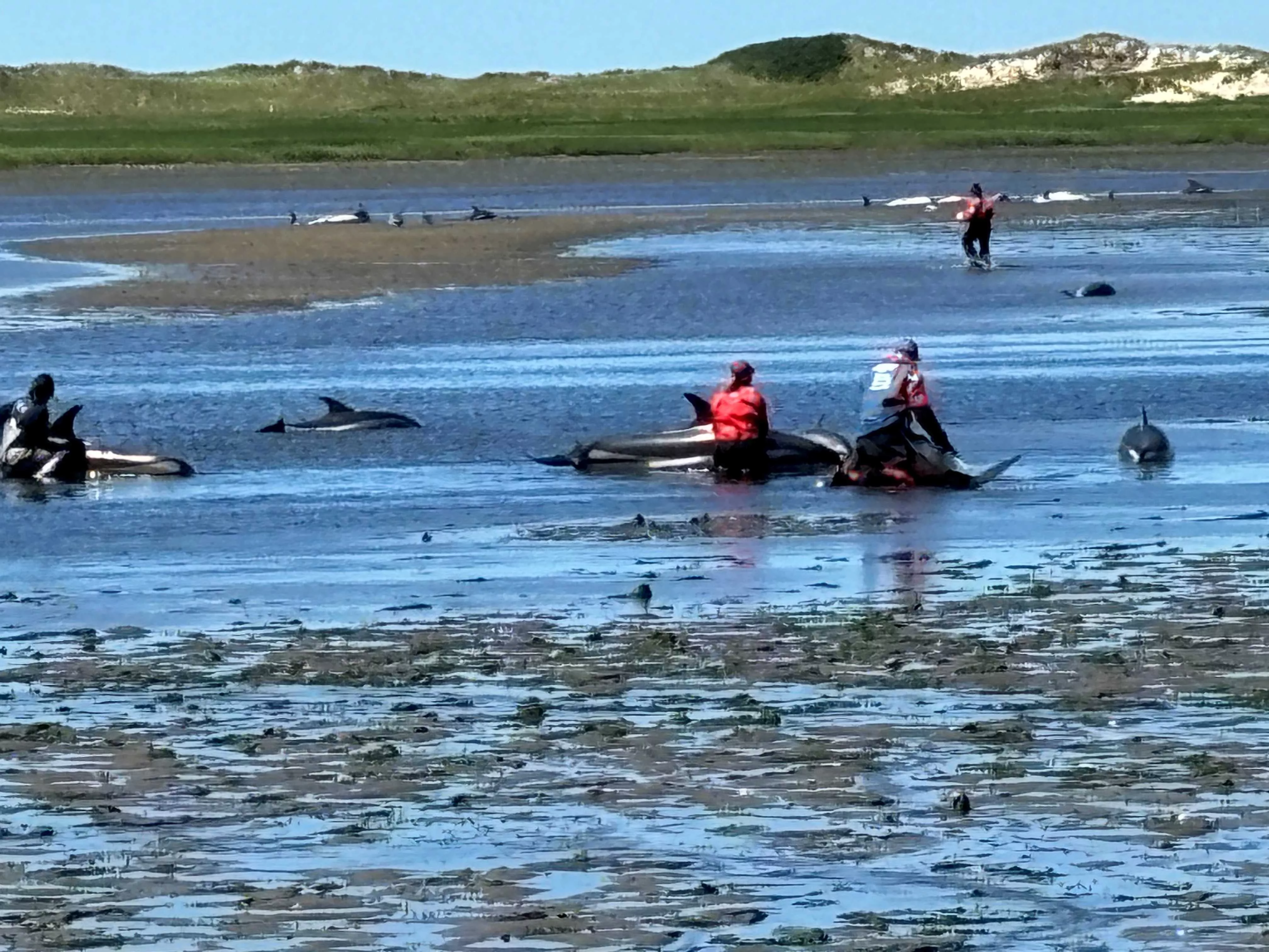 wellfleet-stranded-dolphins-667edcb68d5cb802666