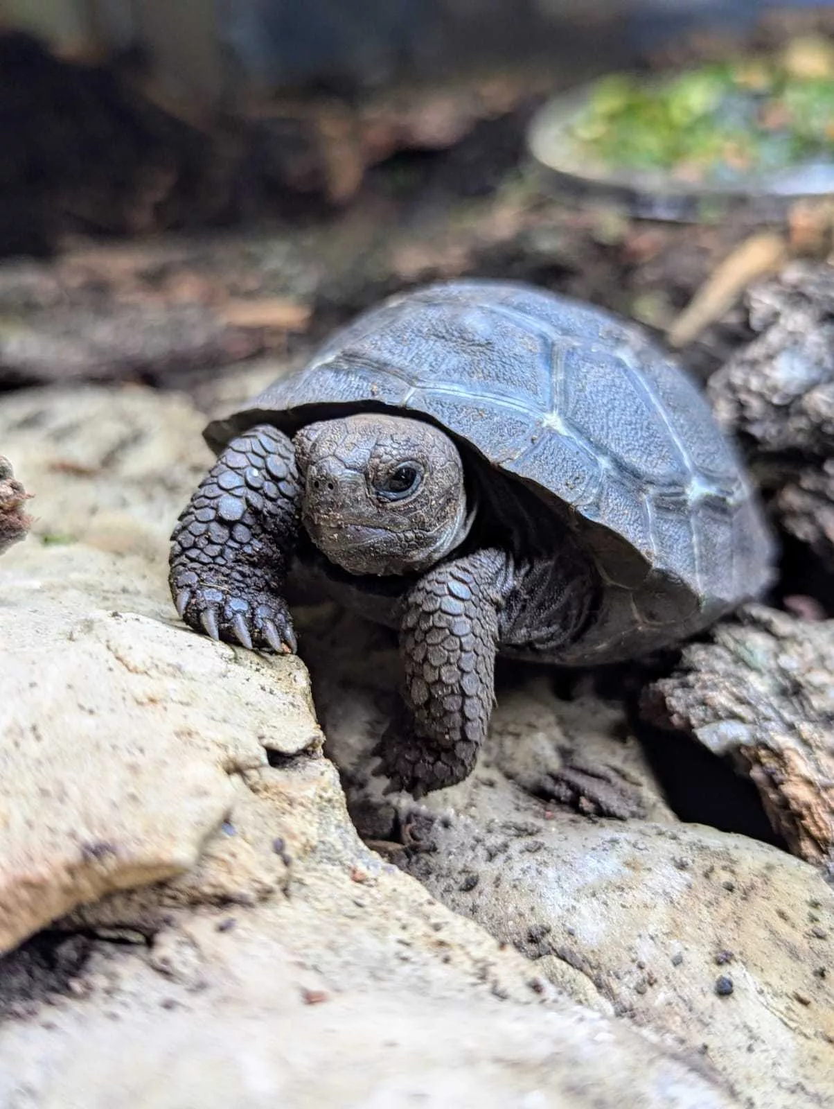 okc-zoo-giant-tortoise-hatchling-june-2024-credit-rae-k-66901162921e43162