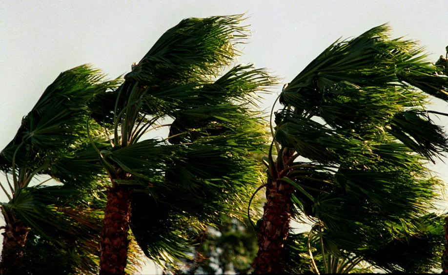 me-wind-palms-121097-mb%c2%96%c2%96rancho-santa-margarita%c2%96the-palm-trees-in-ranch-santa-margarita-really-got