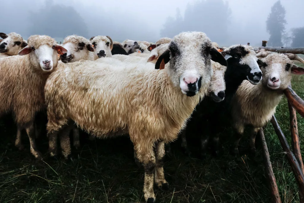 cultural-sheep-grazing-in-high-mountains-in-poland