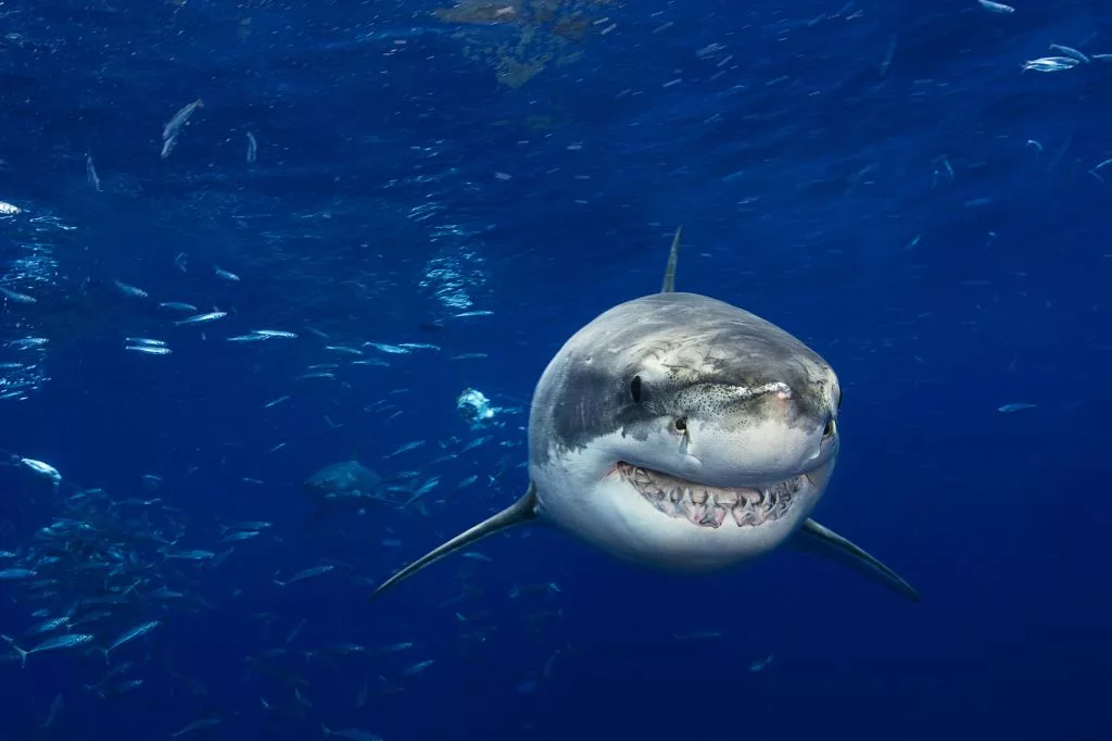 great-white-shark