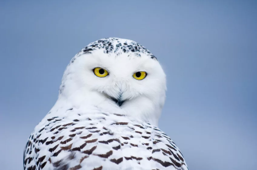 snowy-owl-nyctea-scandiaca-bubo-scandiacus