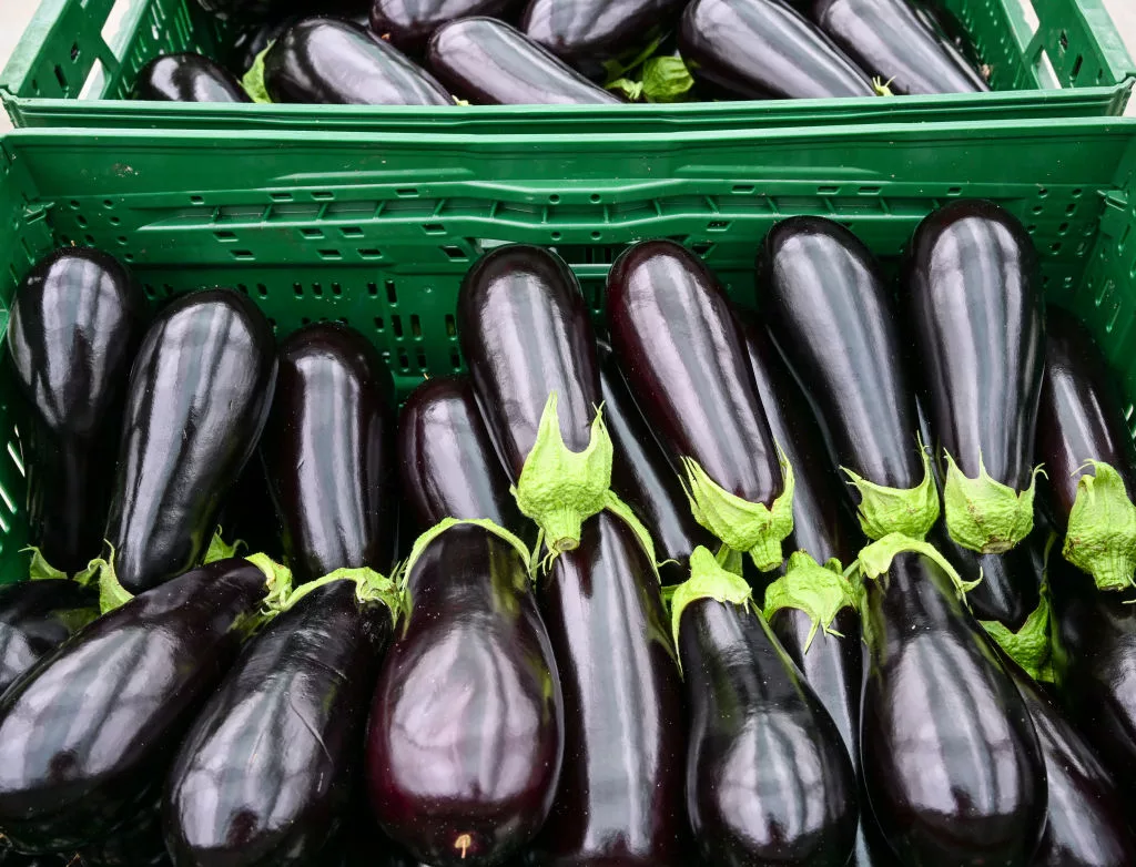 eggplant-harvest-has-in-brandenburg