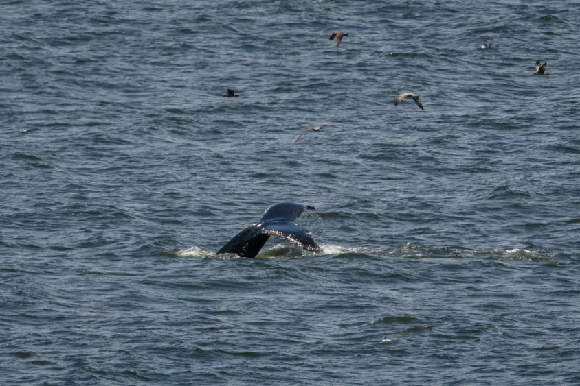 whale-watchers-delight-in-large-number-of-humpbacks-close-to-shore-in-bay-area