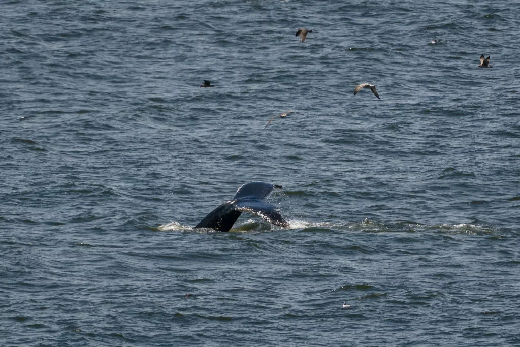 whale-watchers-delight-in-large-number-of-humpbacks-close-to-shore-in-bay-area