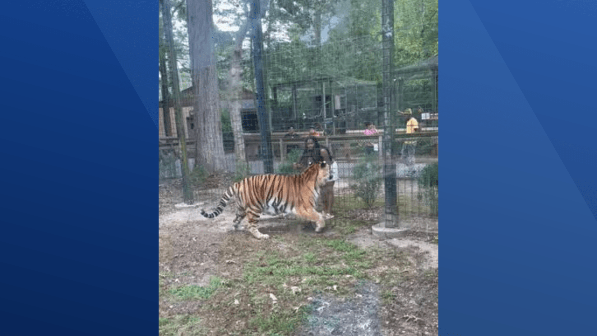 tiger-nj-66c61292b3eb264661