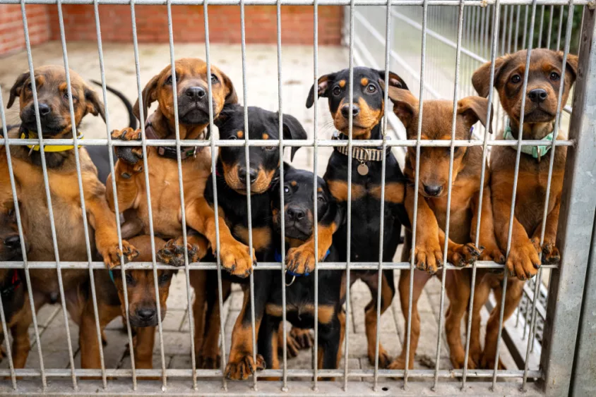 bremen-animal-shelter