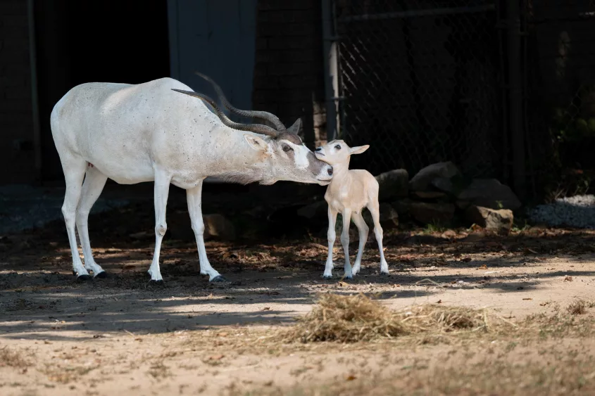 2024-08-29-addax-calf-and-reesie-kylehshepherd-66d0a2f32da9a138635