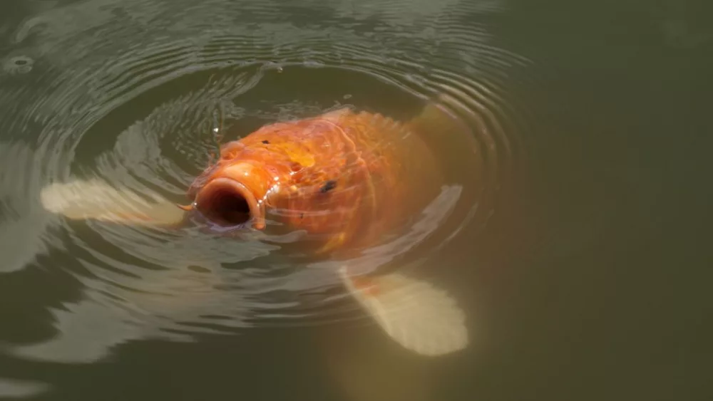 large-koi-carp-uk