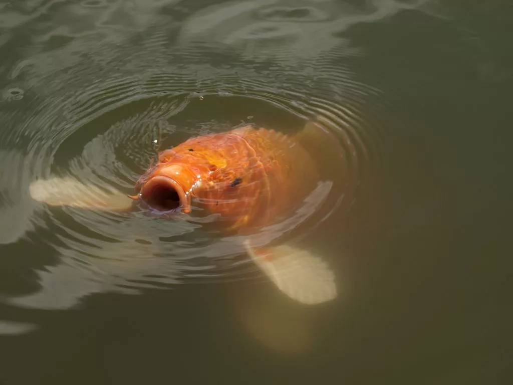 large-koi-carp-uk