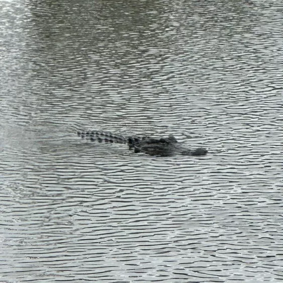 gator-66e34623150ec607097