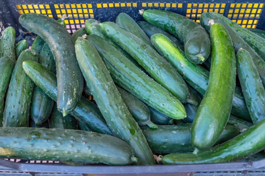 cucumbers-polcenigo-italy