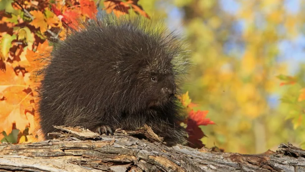 north-american-porcupine-erethizon-dorsatumminnesota-united-states