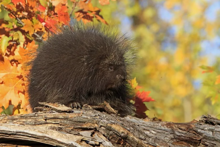 north-american-porcupine-erethizon-dorsatumminnesota-united-states