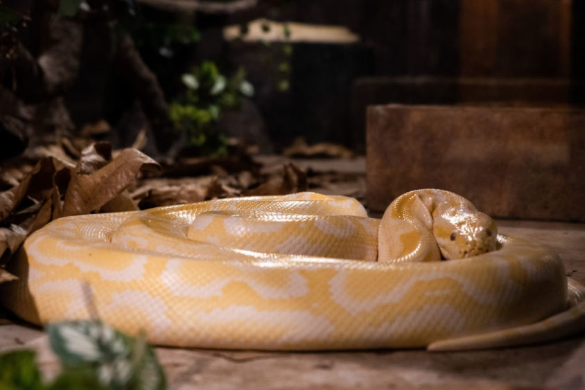 【IFSIXWASNINE】POISONOUS SNAKE Python LSC IFSIXWASNINE】POISONOUS SNAKE Python LSC（Is the Python