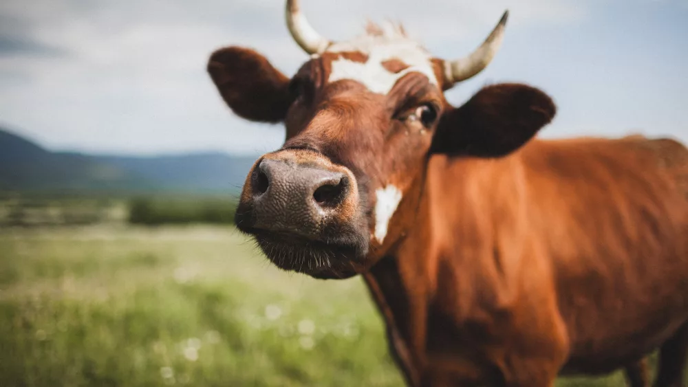 funny-portrait-of-cow-close-up