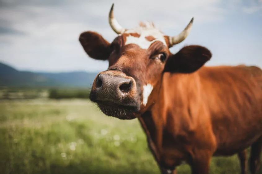 funny-portrait-of-cow-close-up