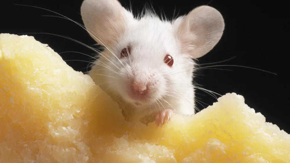 white-mouse-on-piece-of-cheese-close-up