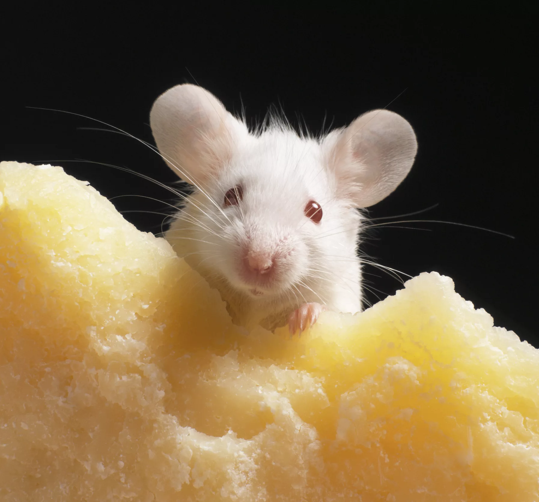 white-mouse-on-piece-of-cheese-close-up