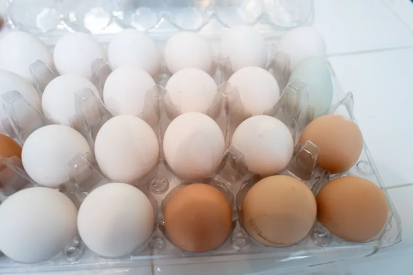 egg-carton