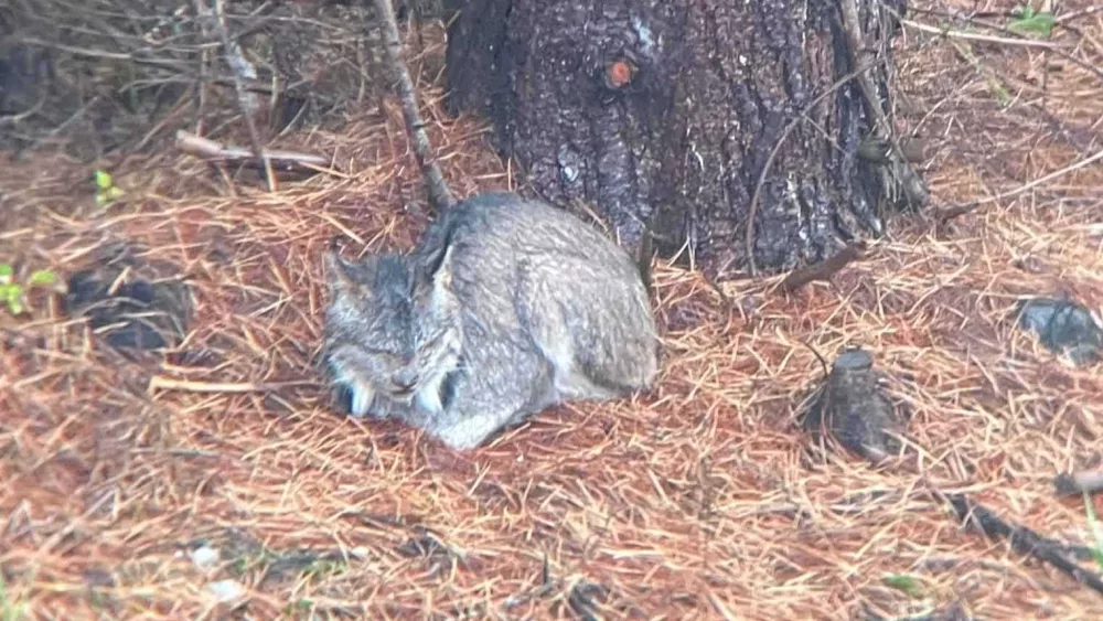 canada-lynx-addison-county-2024-66fffbb6b0f01777720