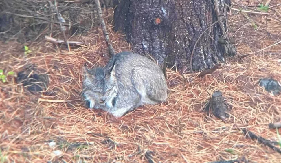 canada-lynx-addison-county-2024-66fffbb6b0f01777720