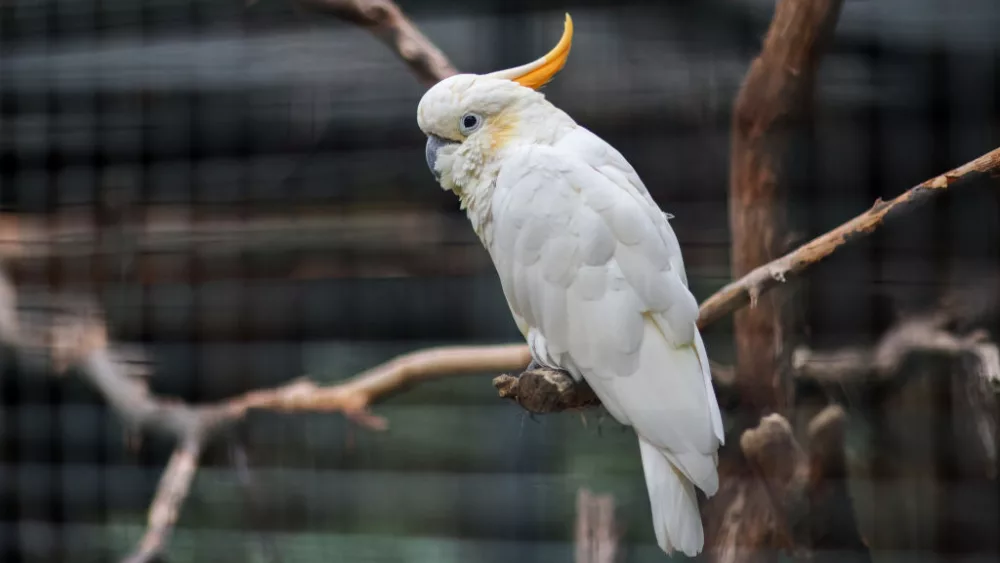 construction-progress-at-leipzig-zoos-tierra-del-fuego