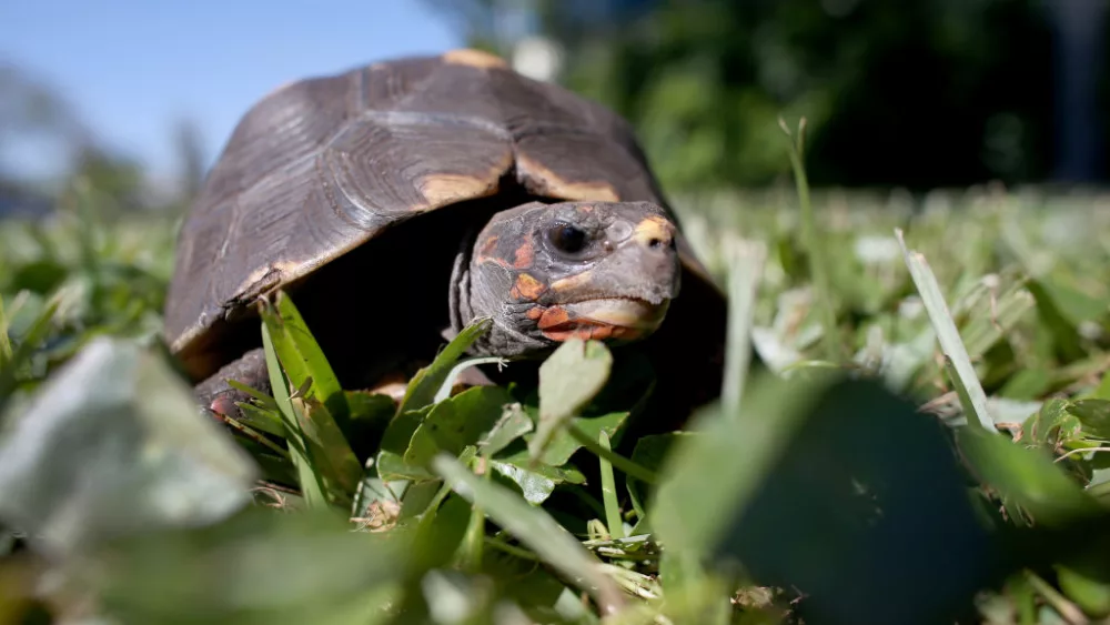 florida-officials-hold-exotic-pet-amnesty-opportunity