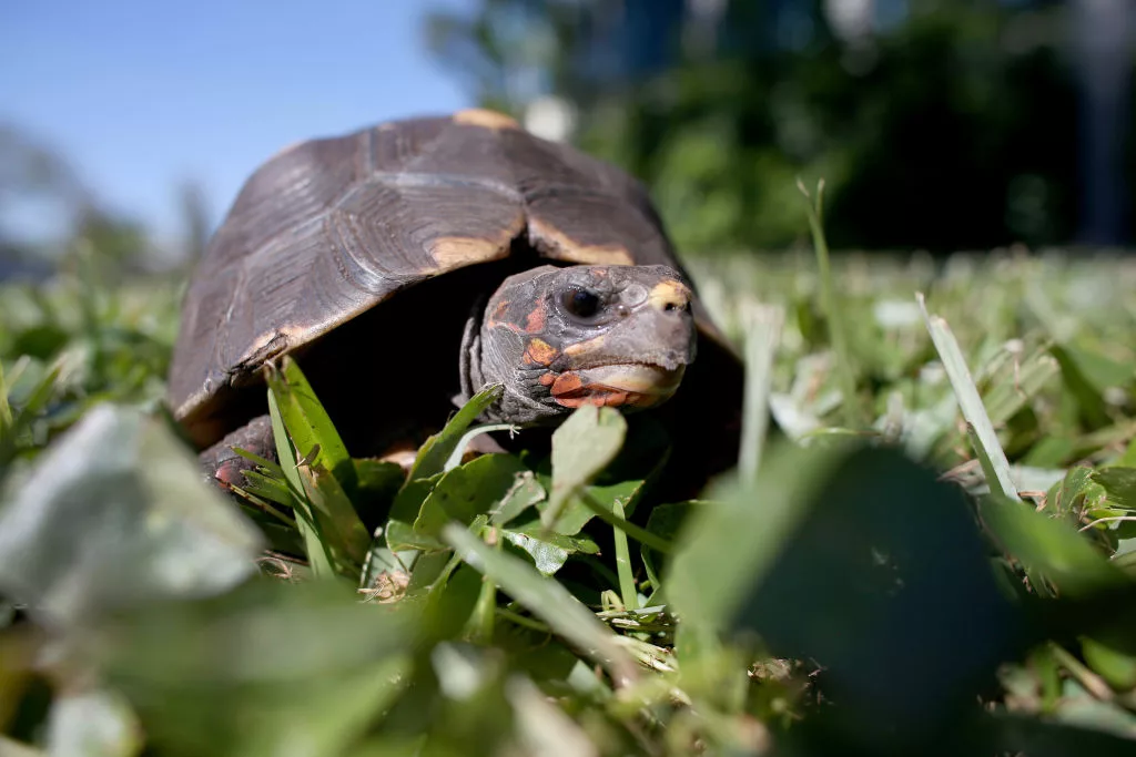 florida-officials-hold-exotic-pet-amnesty-opportunity