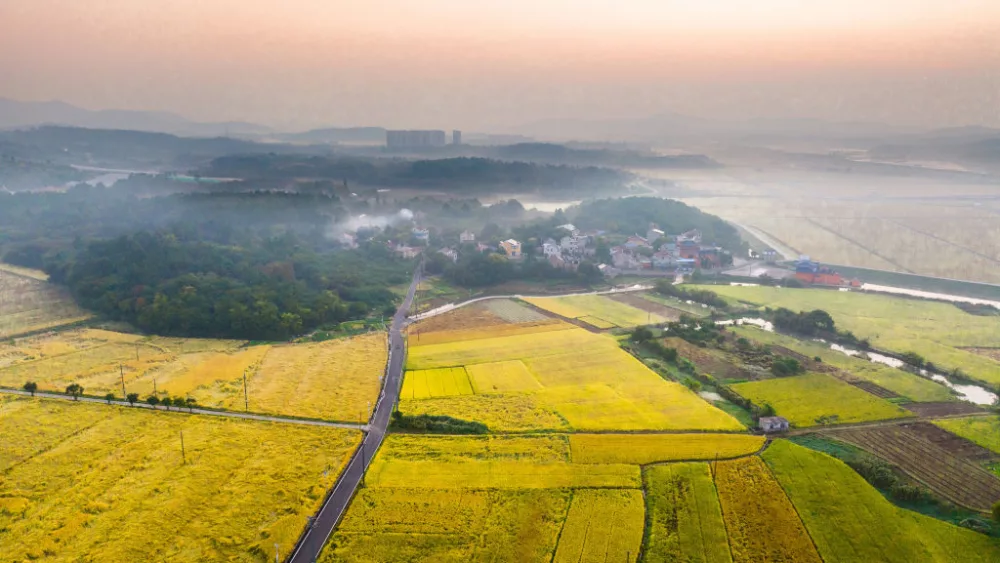 golden-rice-fields