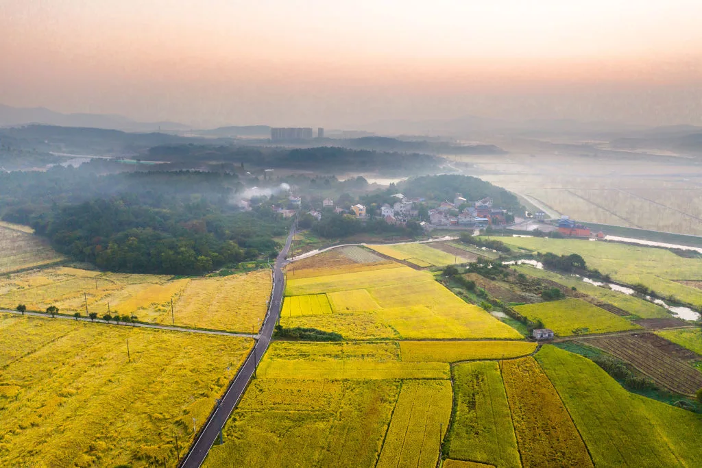 golden-rice-fields