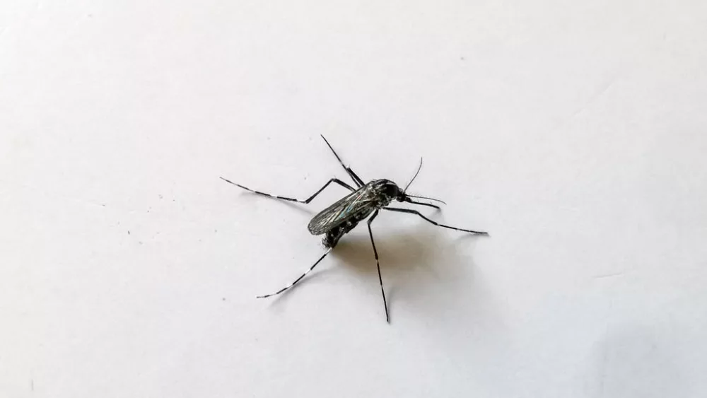 france-health-insect-mosquito