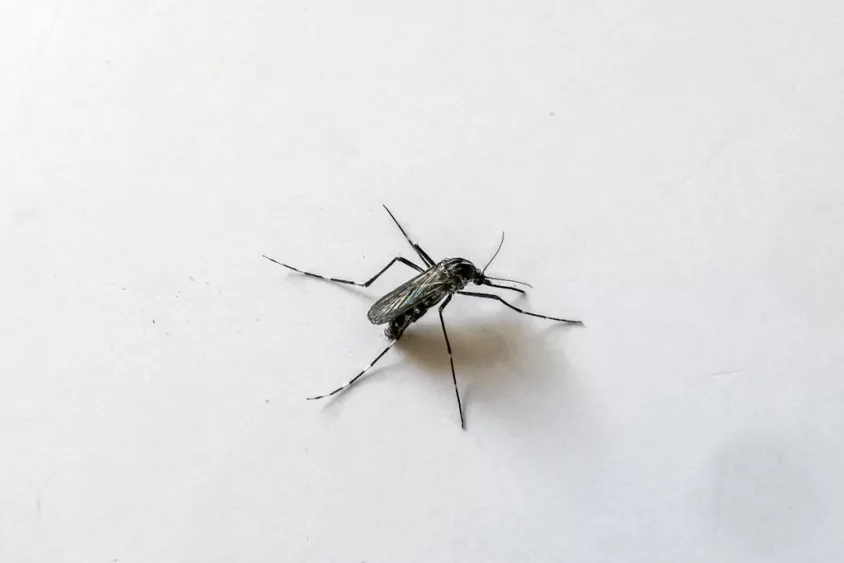 france-health-insect-mosquito