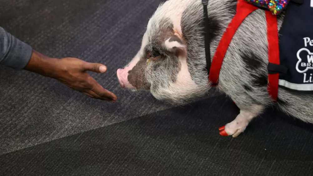 therapy-pig-eases-passengers-travel-anxieties-at-san-francisco-airport