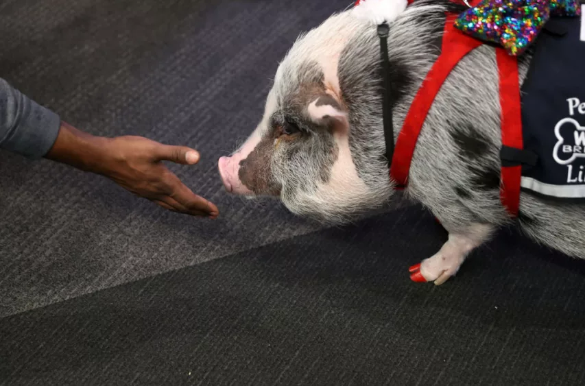 therapy-pig-eases-passengers-travel-anxieties-at-san-francisco-airport