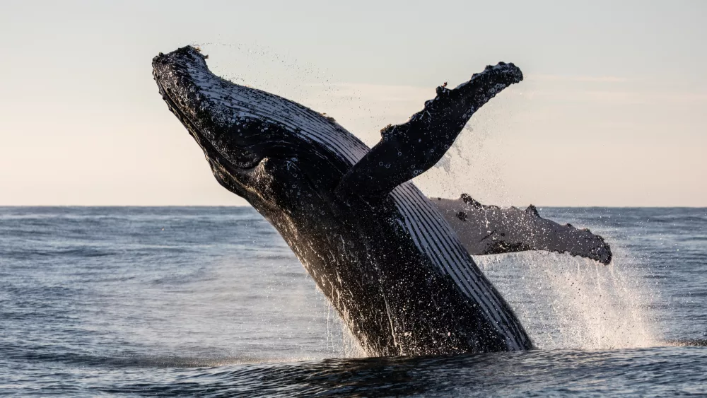 humpback-whale-breaching-2