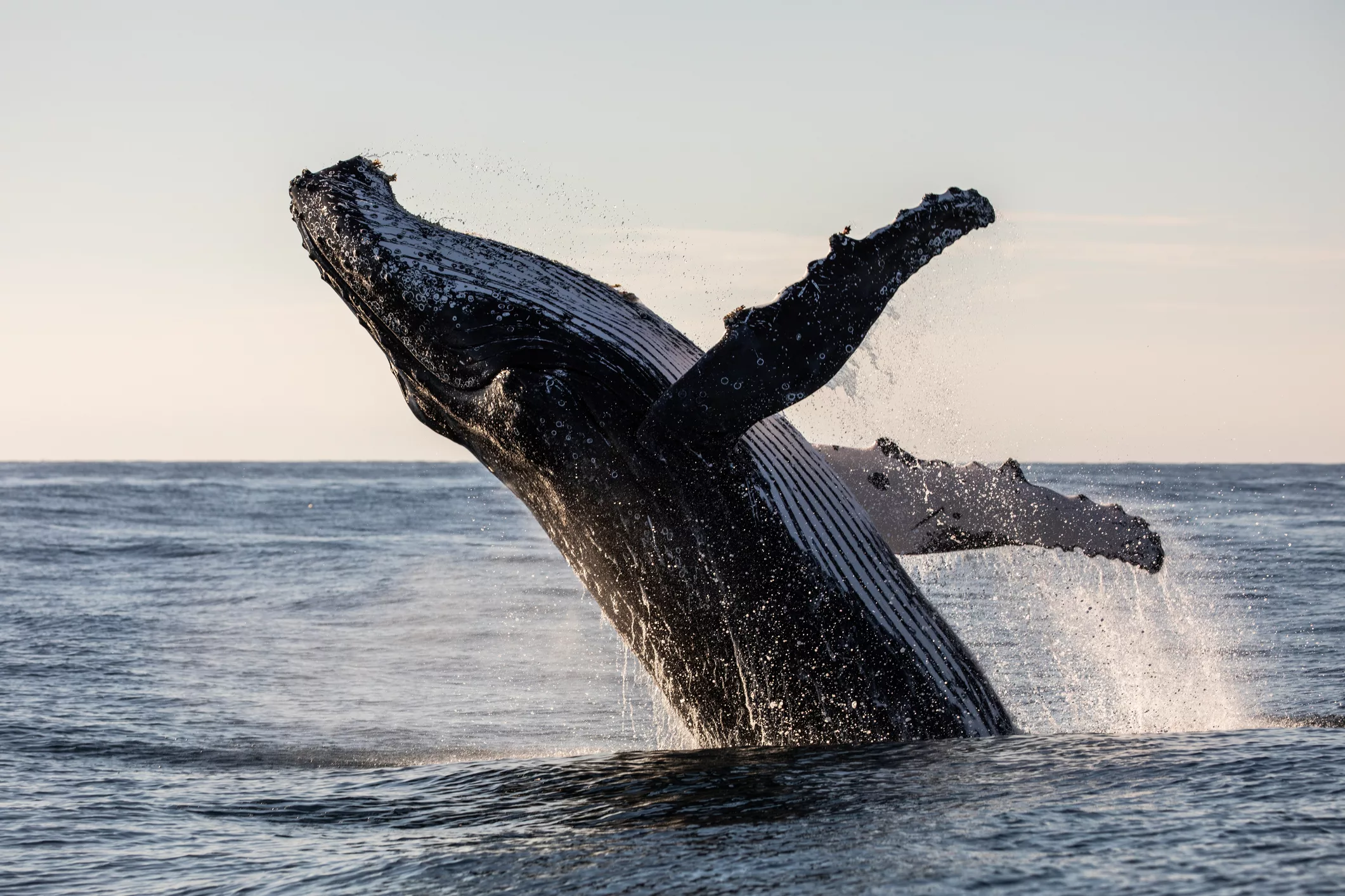 humpback-whale-breaching-2