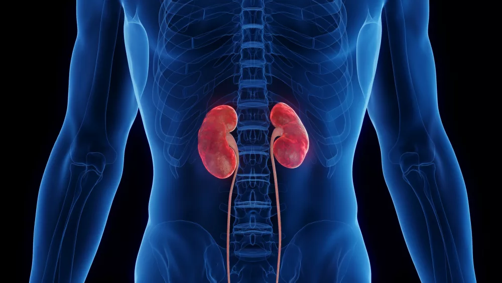 inflamed-kidneys-illustration