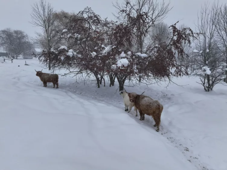 heavy-lake-effect-snowstorm-blankets-ohio