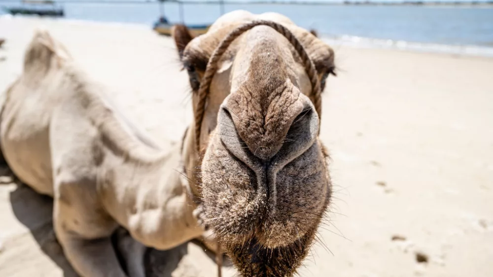 a-camel-rests-on-the-white-sand-of-shela-beach-in-lamu