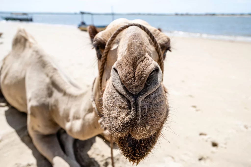 a-camel-rests-on-the-white-sand-of-shela-beach-in-lamu