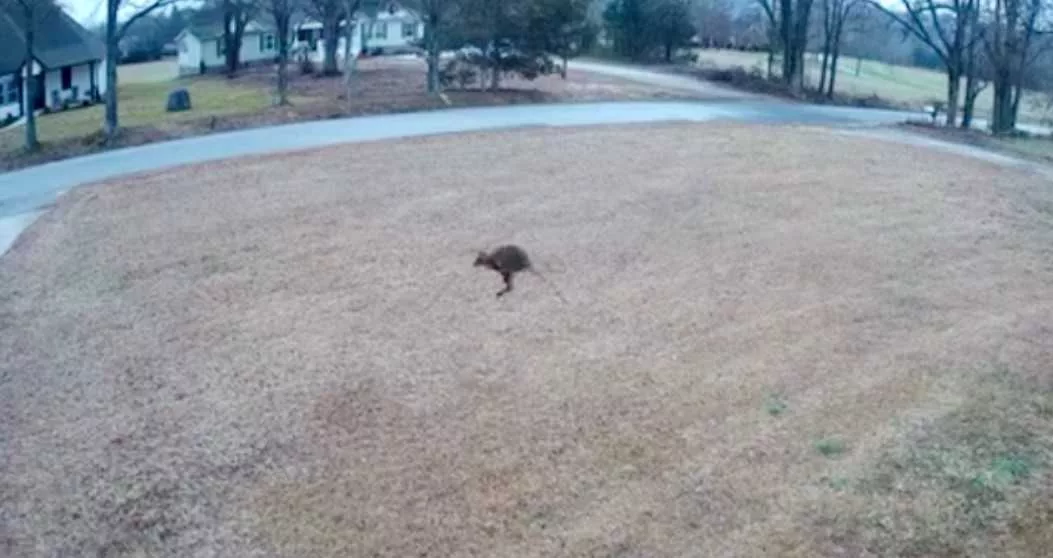 wallaby-video-before-recapture-in-simpsonville-676ef47c73550837609