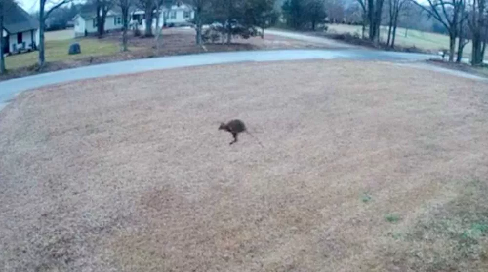 wallaby-video-before-recapture-in-simpsonville-676ef47c73550978824