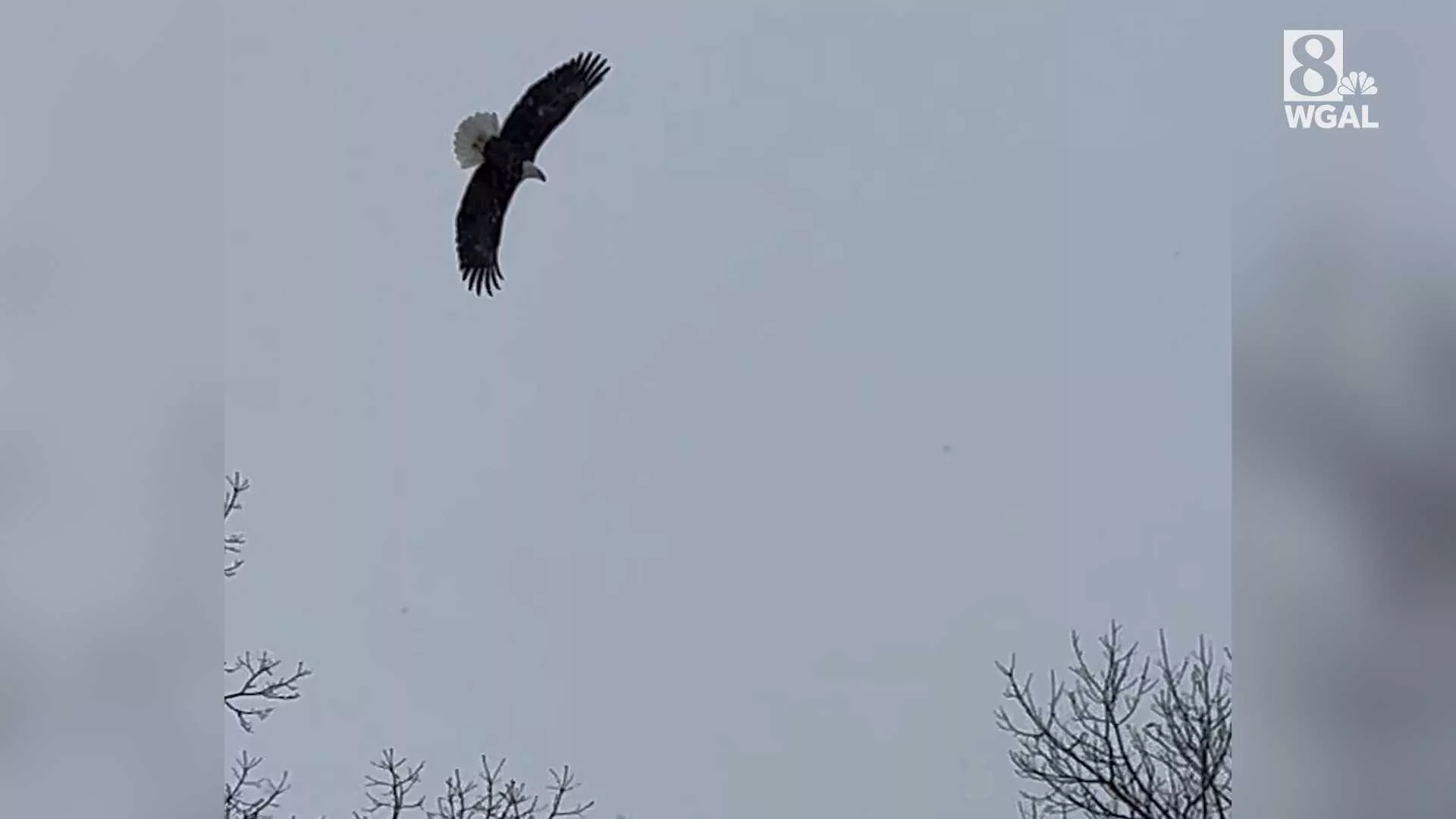 bald-eagles-soar-lake-meade-677c0d9b6b5dc541938