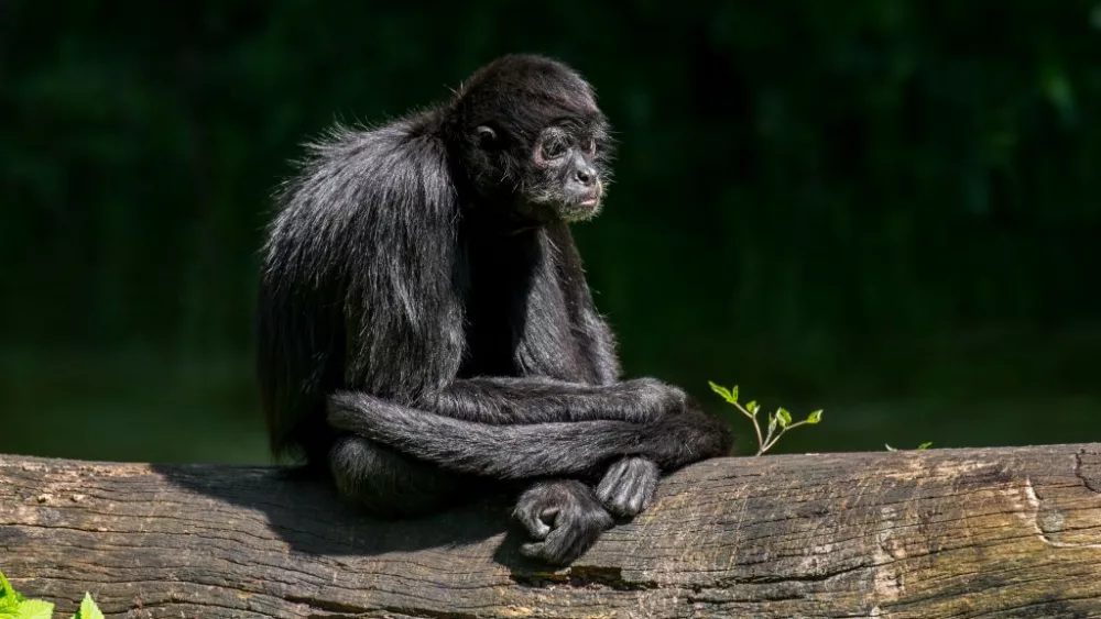 colombian-spider-monkey-ateles-fusciceps-rufiventris-native-to-colombia-and-panama-photo-by-philippe-clement-arterra-universal-images-group-via-getty-images