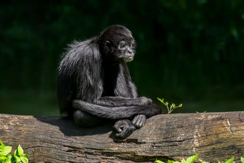 colombian-spider-monkey-ateles-fusciceps-rufiventris-native-to-colombia-and-panama-photo-by-philippe-clement-arterra-universal-images-group-via-getty-images