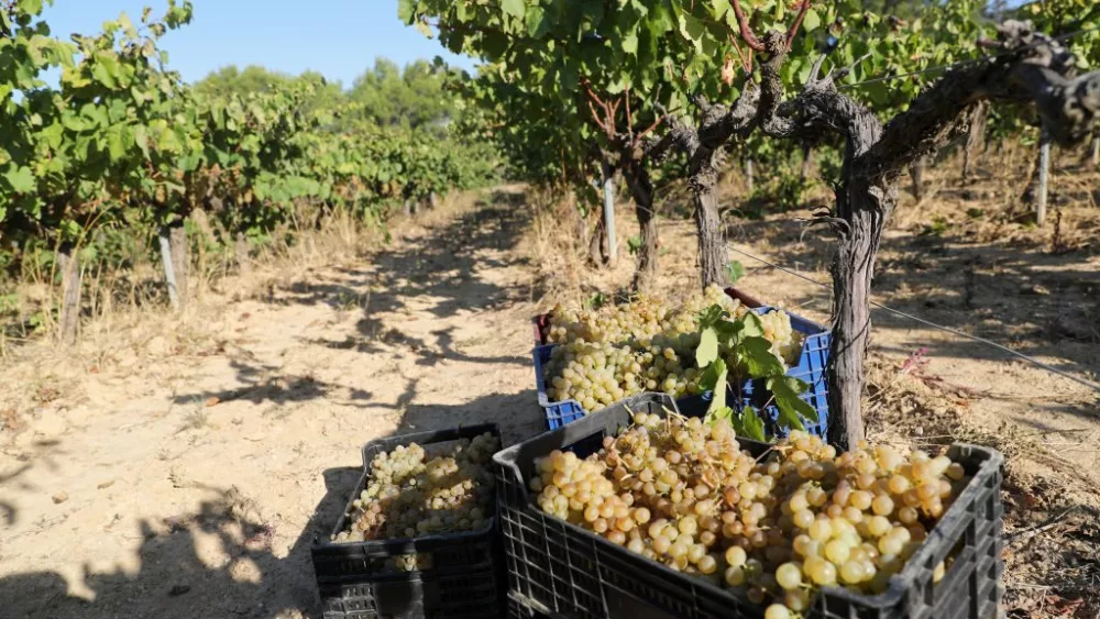 grape-harvest-in-spain