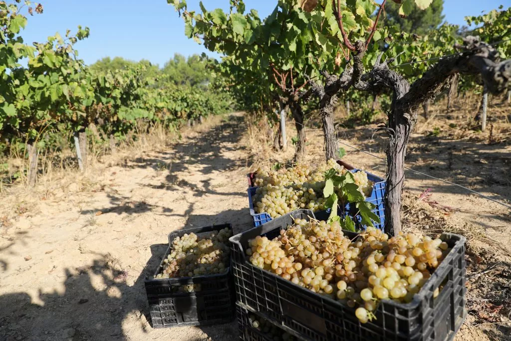 grape-harvest-in-spain