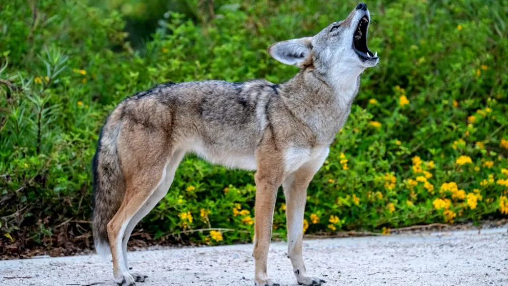 coyotes-make-themselves-at-home-along-a-neighborhood-trail